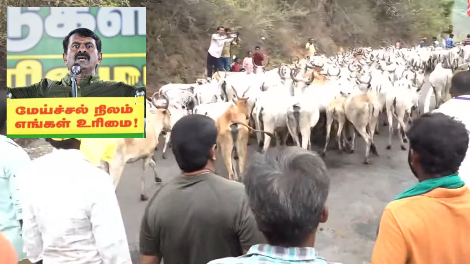 தேனி மலையை தெறிக்கவிட்ட சீமான், மாடுகளுடன் உள்ளே புகுந்ததால் பெரும் பதற்றம்